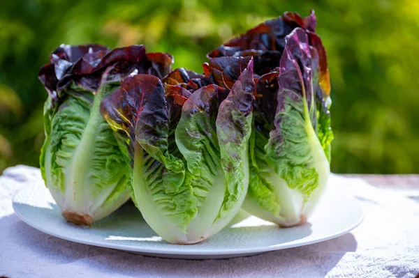 Φρέσκια Συγκομιδή Της Violet Romaine Μαρούλι Cos Νόστιμο Χορτοφαγικό Φαγητό — Φωτογραφία Αρχείου