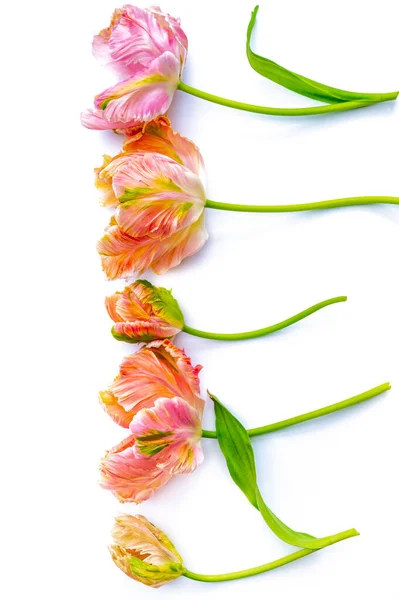 Kleurrijke Roze Papegaai Tulpen Witte Achtergrond Kopiëren Ruimte Bovenaanzicht Viering — Stockfoto