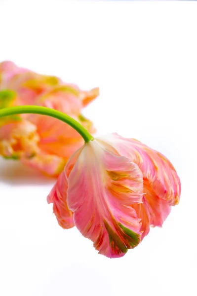 Kleurrijke Roze Papegaai Tulpen Witte Achtergrond Kopiëren Ruimte Bloemige Concept — Stockfoto