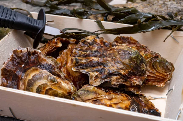 Fresh Zeeuwse Creuse Pacific Japanese Oysters Molluscs Fish Market Yerseke Stock Photo