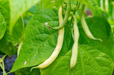 Bahçedeki bitkide sallanan olgun sarı-yeşil uzun fasulyeler.