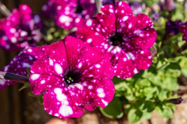 Beyaz noktalı renkli Başak takımyıldızı Petunya bitkisi.