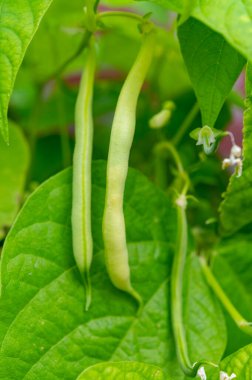 Bahçedeki bitkide sallanan olgun sarı-yeşil uzun fasulyeler.