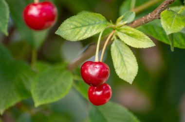Bahçede olgunlaşmış kırmızı ekşi kiraz hasadı