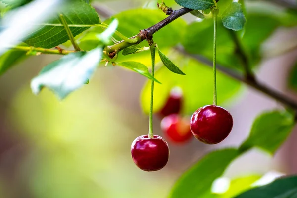 Nouvelle Récolte Cerise Kriek Aigre Rouge Dans Jardin — Photo