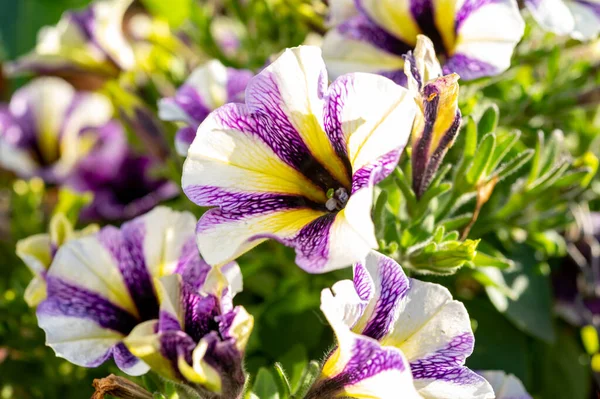 Kwiaty Kolorowych Roślin Petunii Fioletowymi Białymi Paskami Zbliżyć — Zdjęcie stockowe
