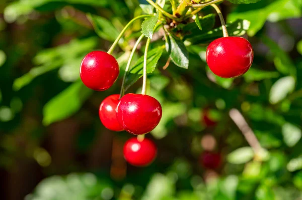 Nouvelle Récolte Cerise Kriek Aigre Rouge Dans Jardin — Photo