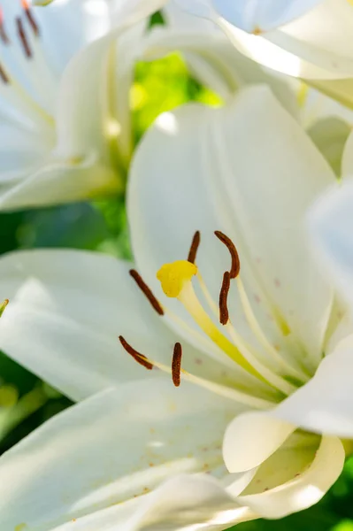 Letni Kwiat Białych Kwiatów Lilii Symbol Czystości Dla Katolików Zbliżyć — Zdjęcie stockowe