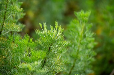 İlaç ve kozmetik bitkilerinin ve otların botanik koleksiyonu, Artemisia abrotanum veya Southernwood, yazın delikanlının aşk bitkisi
