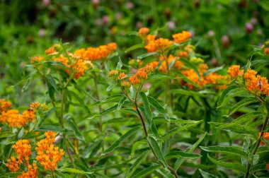 Böcek dostu veya dekoratif bitki ve çiçeklerden oluşan botanik koleksiyonu, Asclepias tuberosa veya süt otları, kelebek çiçeği, ipekotu, ipeksi kırlangıç otu, çiçek açan Virginia ipek otu bitkisi