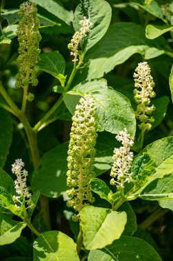 Zehirli bitki ve bitkilerin botanik koleksiyonu, Phytolacca americana, veya Amerikan pokeweed, poke sallet, yaban mersini çiçeği