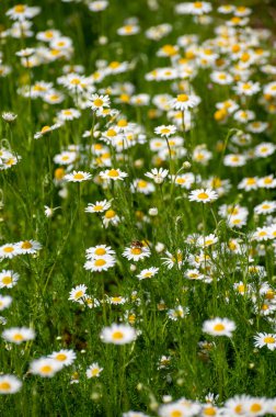 Şifalı bitkilerin botanik koleksiyonu, Chamaemelum nobile veya Roma papatyası, İngilizce ya da çiçek açan papatya çiçekleri