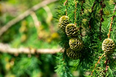 Karaçam ağacındaki yeşil koniler Yaklaş