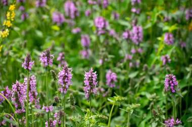 Bitki ve bitkilerden oluşan botanik koleksiyonu, Betonica veya Stachys Officinalis, hedgenettle, betony, yaz aylarında piskoposluk otu bitkisi