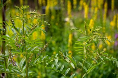 Bitkilerin ve bitkilerin botanik koleksiyonu, meyan kökü (veya meyan kökü, yaz aylarında glisirhiza glabra bitkisi)