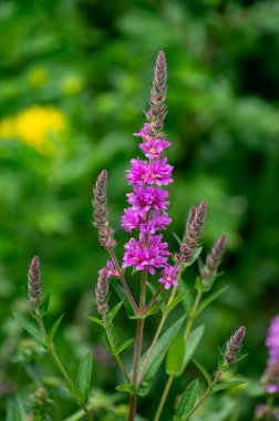 Bitki ve bitkilerden oluşan botanik koleksiyonu, Betonica veya Stachys Officinalis, hedgenettle, betony, yaz aylarında piskoposluk otu bitkisi