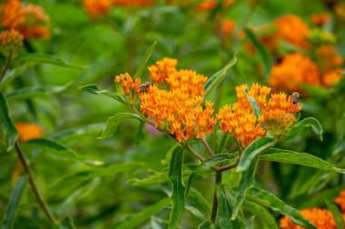 Botanical collection of insect friendly or decorative plants and flowers, Asclepias tuberosa or milkweed, butterfly flower, silkweed, silky swallow-wort, Virginia silkweed plant in blossom clipart