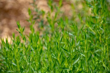 Bitki ve bitkilerin botanik koleksiyonu, Tarragon, Artemisia dracunculus veya yazın yeşil estragon bitkisi