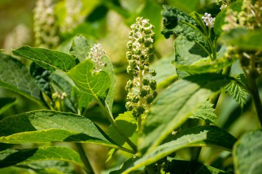 Zehirli bitki ve bitkilerin botanik koleksiyonu, Phytolacca americana, veya Amerikan pokeweed, poke sallet, yaban mersini çiçeği