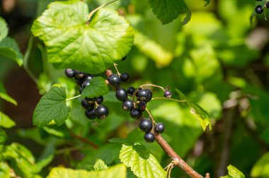 Yenilebilir bitki ve otlardan oluşan botanik koleksiyonu, kuşüzümü, pirzola nigrum veya olgun böğürtlenli çalı ağacı.
