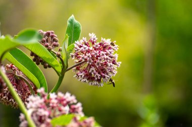Botanik böcek dostu veya dekoratif bitki ve çiçek koleksiyonu, Asclepias syriaca veya süt otu, kelebek çiçeği, ipekotu, ipeksi kırlangıç otu, çiçek açan Virginia ipek otu bitkisi