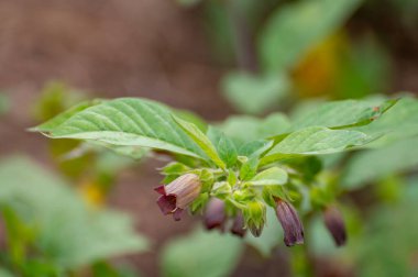 Zehirli bitki ve otların botanik koleksiyonu, Atropa belladonna veya belladonna veya ölümcül itüzümü zehirli bitki