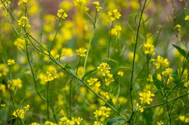 Bitki ve bitkilerden oluşan botanik koleksiyonu, yazları sarı ya da beyaz hardal bitkisi
