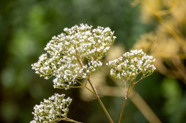 Bitkilerden ve bitkilerden oluşan botanik koleksiyonu, yazın Valerian veya Valeriana 'daki resmi bitkiler