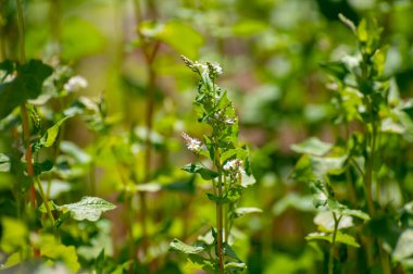 Yenilebilir bitki ve otların botanik koleksiyonu, Karabuğday, Fagopyrum esculentum, ya da çiçek açan karabuğday bitkisi