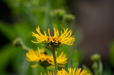 Böcek dostu botanik koleksiyonu veya şifalı bitkiler Elecampan, Inula helenyumu veya at-iyileştirme, elf sarısı çiçekleri