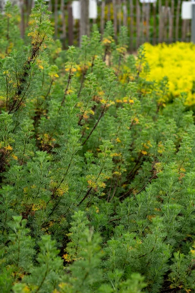 Colección Botánica Plantas Hierbas Medicinales Cosméticas Artemisia Abrotanum Southernwood Planta — Foto de Stock