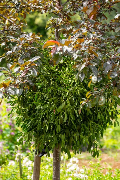 夏季药用植物或装饰植物及草本植物的植物学藏品 粘胶册或欧洲寄生植物 — 图库照片