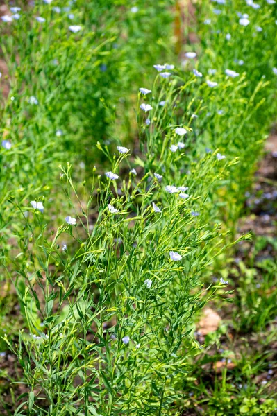 Coleta Botânica Plantas Medicinais Comestíveis Linho Linum Usitatissimum Linhaça Alimentos — Fotografia de Stock