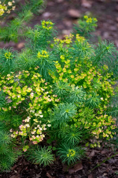 Botanische Verzameling Van Geneeskrachtige Giftige Planten Kruiden Euphorbia Cyparissias Cypressen — Stockfoto