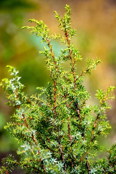 약재와 주니퍼 코무네 여름에 수있는 주니퍼 관목류의 — 스톡 사진