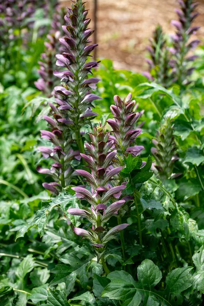 装飾庭園植物やハーブの植物コレクション アカントス モリス または花のクマのブリーチ 海ドックやカキの植物 — ストック写真