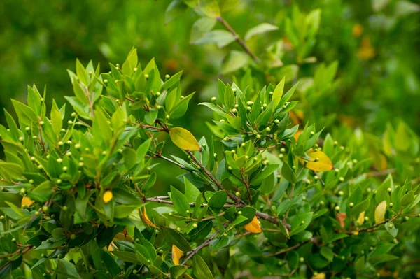 Botanical collection of medicinal plants and herbs, Myrtus communis or true myrtle plant used in aromatherapy and medicine