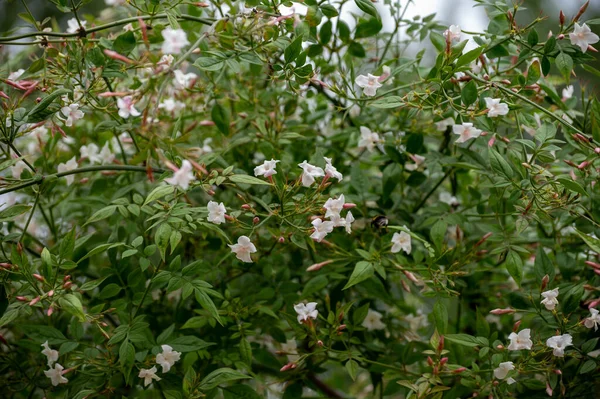 Botanical collection of medicinal and climbing plants, Jasminum officinale, jasmine plant used in aromatherapy and medicine