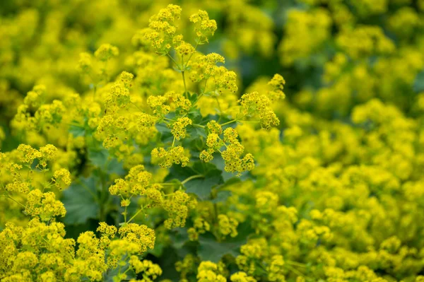 Botanical Collection Medicinal Plants Alchemilla Vulgaris Common Lady Mantle Plant — стоковое фото