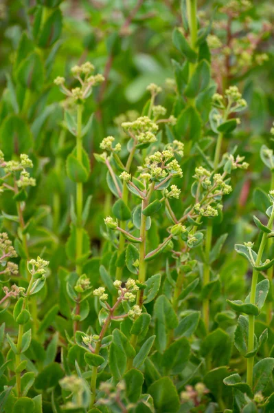 Botanische Collectie Van Medicinale Planten Kruiden Hylotelephium Telephium Orpine Livelong — Stockfoto