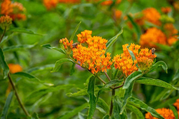 Botanisk Samling Insektsvänliga Eller Dekorativa Växter Och Blommor Asclepias Tuberosa — Stockfoto