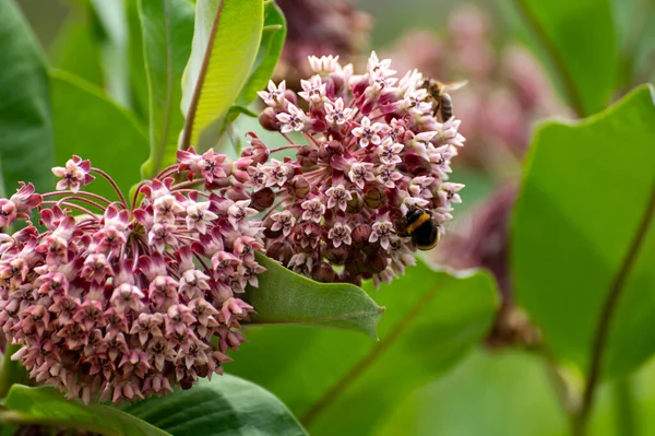 Botanical collection of insect friendly or decorative plants and flowers, Asclepias syriaca or milkweed, butterfly flower, silkweed, silky swallow-wort, Virginia silkweed plant in blossom