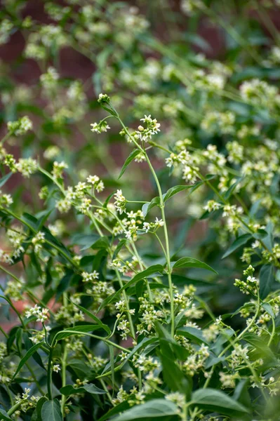 Colección Botánica Plantas Hierbas Medicinales Venenosas Cynanchum Officinale Con Flores — Foto de Stock