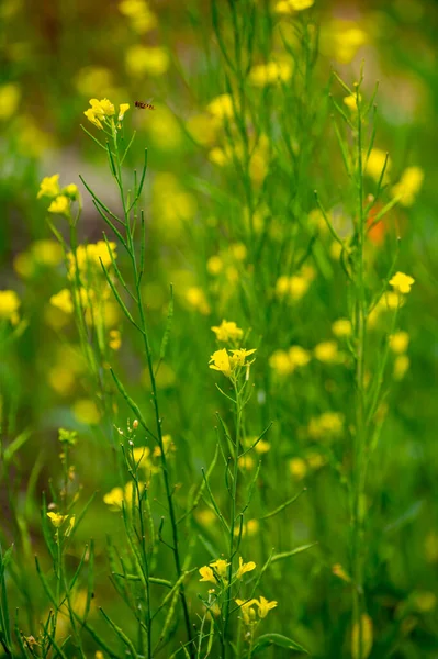 Collection Botanique Plantes Herbes Culinaires Moutarde Jaune Blanche Été — Photo