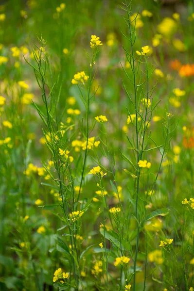 Collection Botanique Plantes Herbes Culinaires Moutarde Jaune Blanche Été — Photo