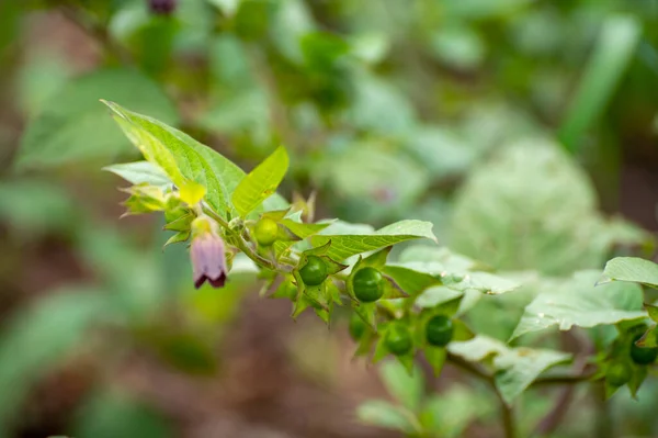 Colección Botánica Plantas Hierbas Venenosas Atropa Belladonna Belladonna Planta Tóxica — Foto de Stock