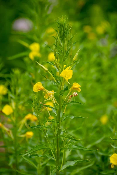 Botanical collection of medicinal plants and herbs, Oenothera parviflora or northern evening primrose used aromatherapy and medicine in summer