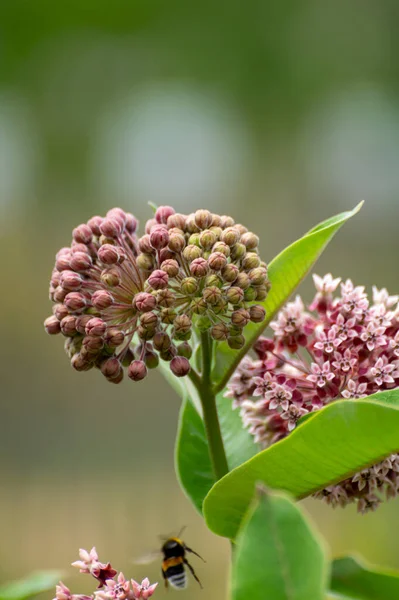 Botanical collection of insect friendly or decorative plants and flowers, Asclepias syriaca or milkweed, butterfly flower, silkweed, silky swallow-wort, Virginia silkweed plant in blossom