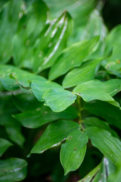 Gyógynövények Gyógynövények Botanikus Gyűjteménye Polygonatum Multiflorum Solomon Seal Vagy David — Stock Fotó