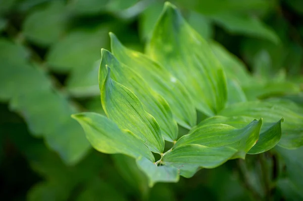 Ботаническая Коллекция Лекарственных Растений Трав Polygonatum Multiflorum Печать Соломона Арфа — стоковое фото